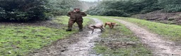 Weimaraner dogs for sale: Litter of KC registered working weimaraner puppies - Advert 8