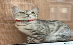 Bengal cats for sale: bengal kittens - Image 19
