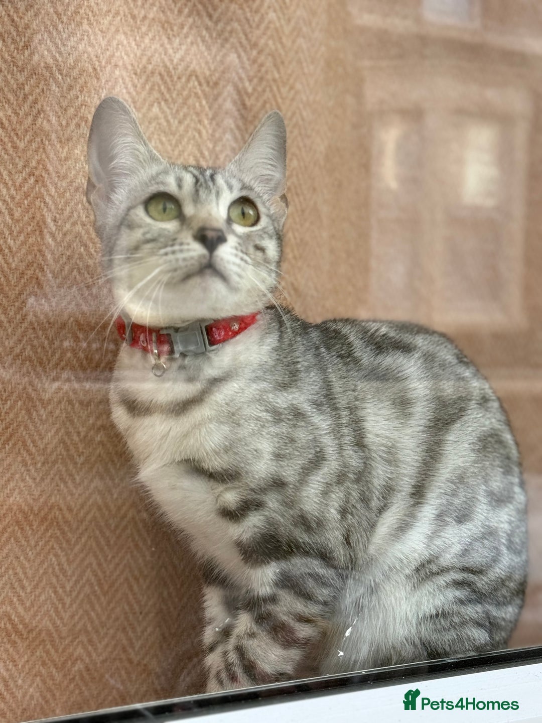 Bengal cats for sale: bengal kittens - Image 19