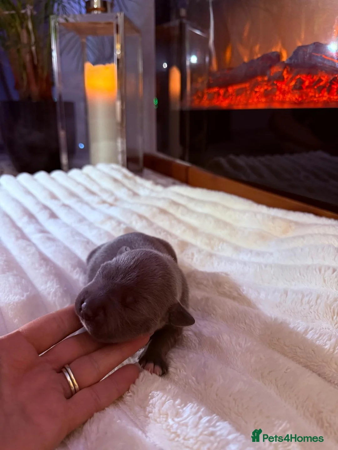 Staffordshire Bull Terrier dogs for sale: KC REGISTERED Staffordshire-bull-terrier Puppies  - Advert 9