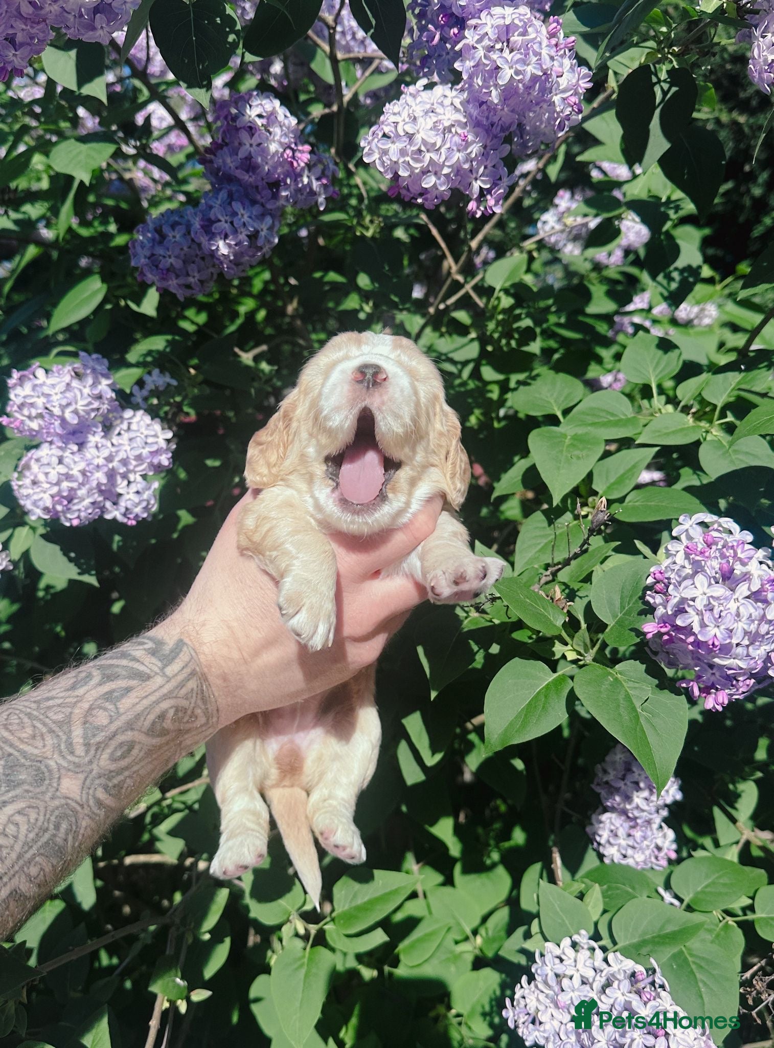 Cocker Spaniel dogs KC registered golden working cocker spaniel pups - Advert 3