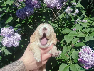Cocker Spaniel dogs KC registered golden working cocker spaniel pups - Advert 5