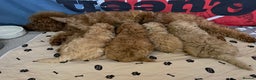Miniature Poodle dogs for sale: Beautiful Miniature Poodle Puppies   - Advert 7
