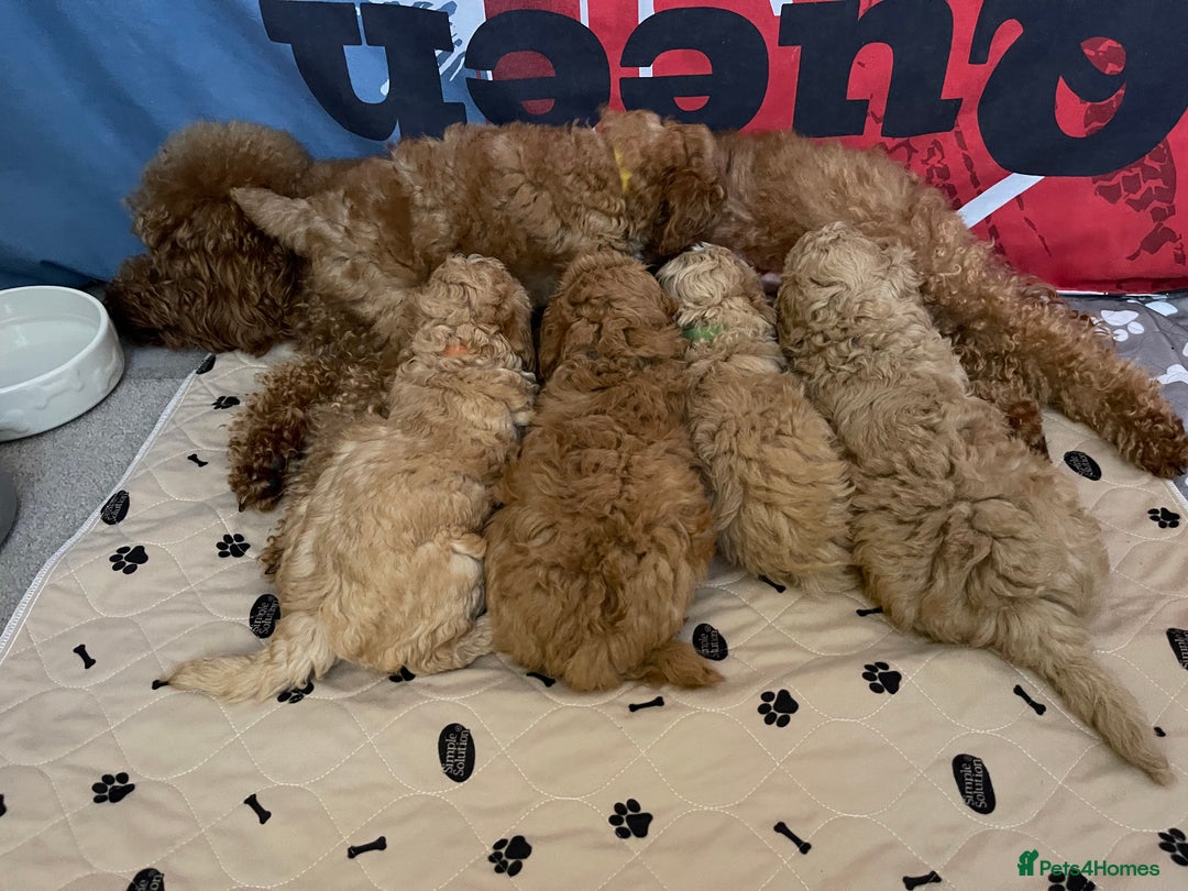 Miniature Poodle dogs for sale: Beautiful Miniature Poodle Puppies   - Advert 7