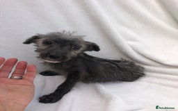 Mixed Breed dogs for sale: Bedlington terrier pups X poodle  - Image 5