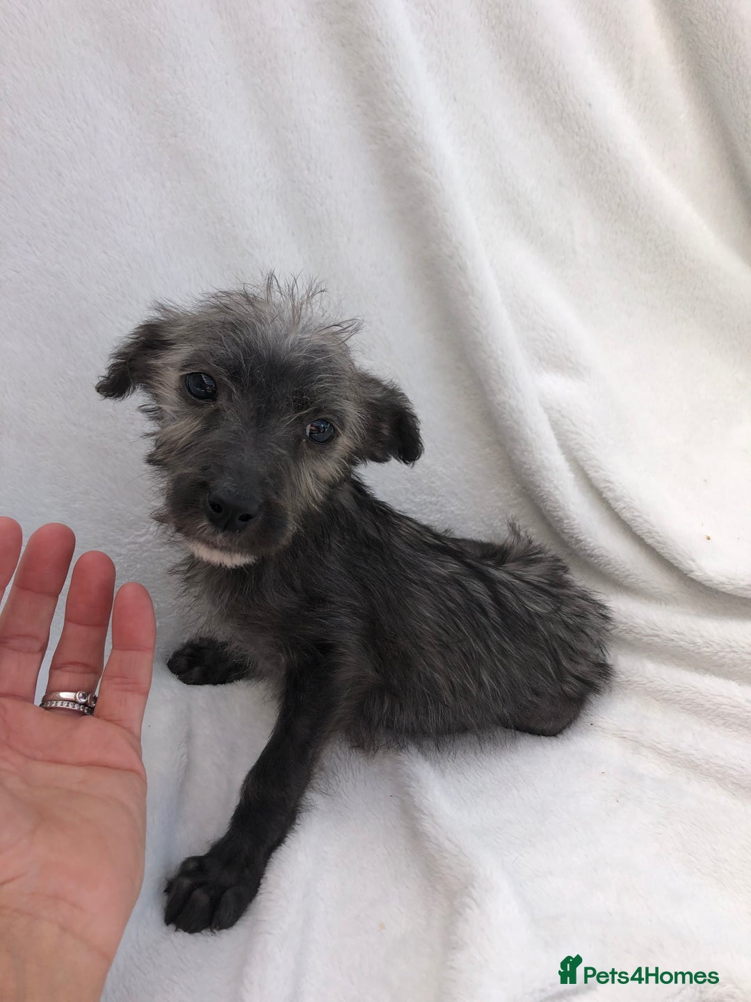 Mixed Breed dogs for sale: Bedlington terrier pups X poodle  - Image 5