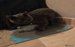 British Shorthair cats for sale: Last Female Gorgeous British Shorthair Kitten - Image 1