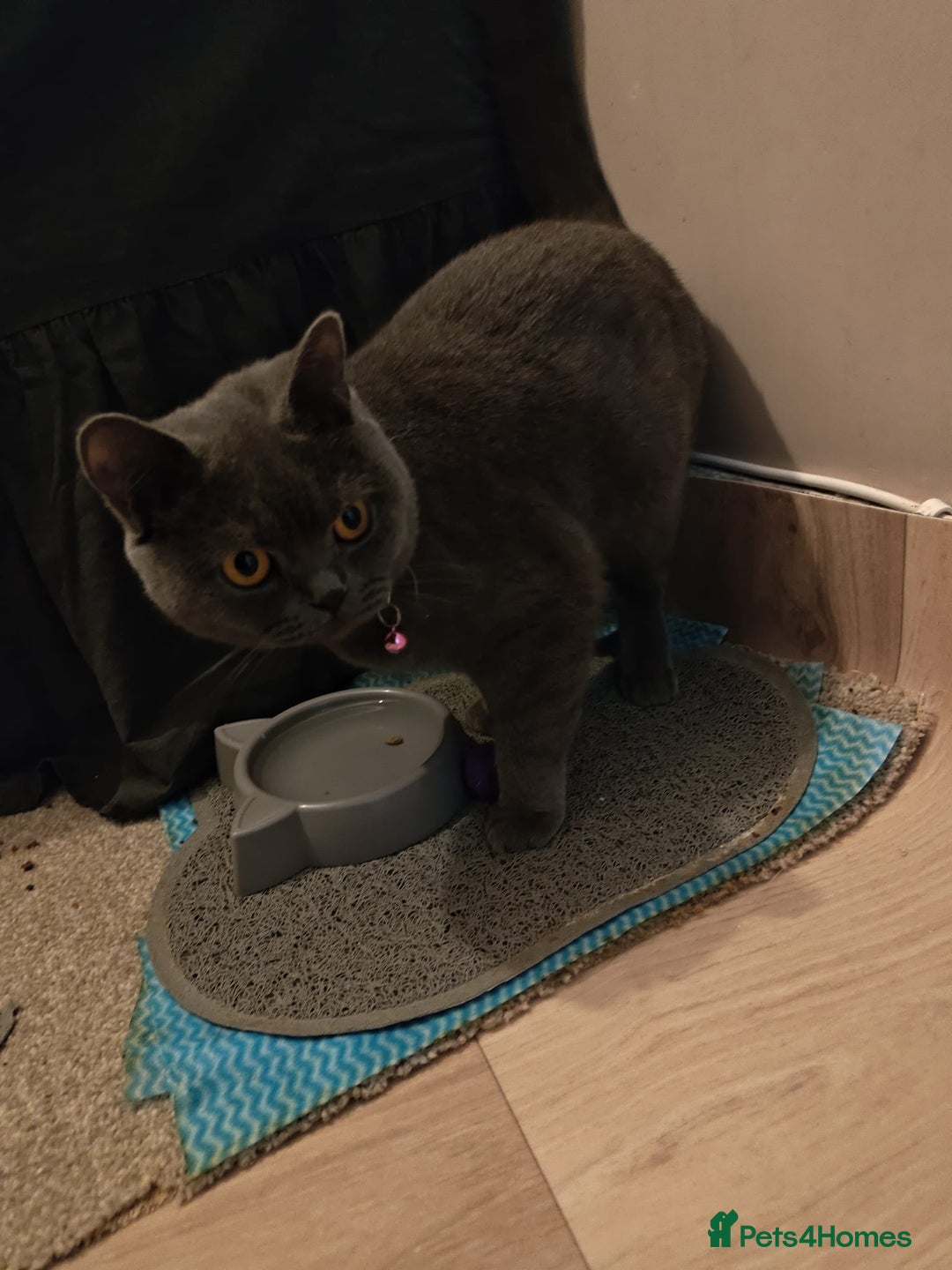 British Shorthair cats for sale: Last Female Gorgeous British Shorthair Kitten - Image 1