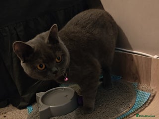 British Shorthair cats - Advert 5