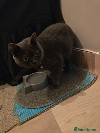British Shorthair cats - Advert 5
