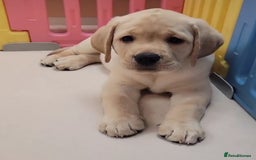 Labrador Retriever dogs for sale: Labrador puppies  - Image 8