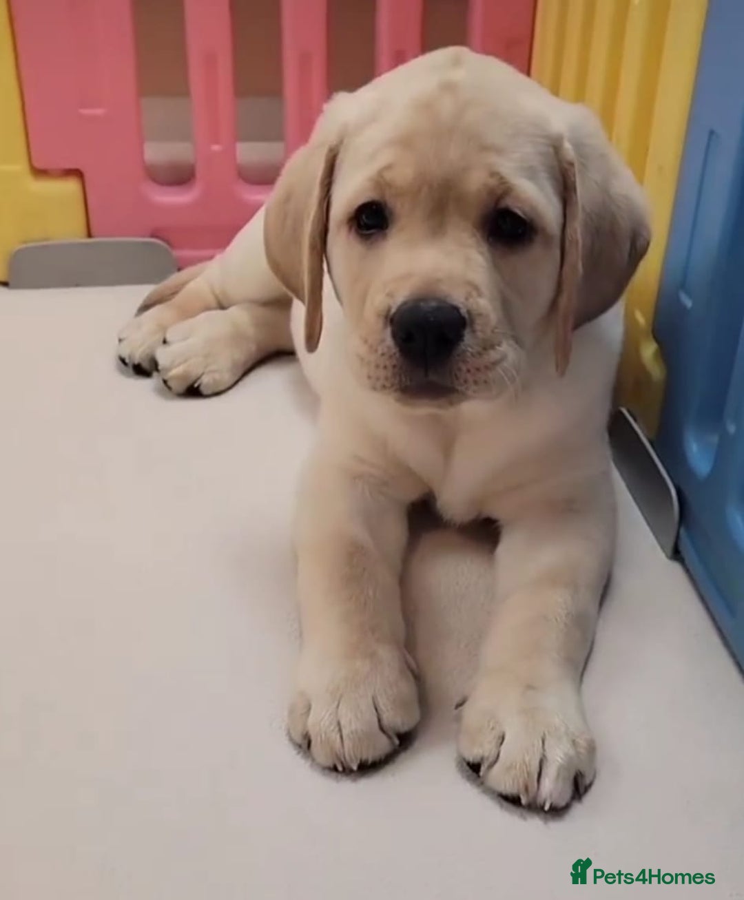Labrador Retriever dogs for sale: Labrador puppies  - Image 8