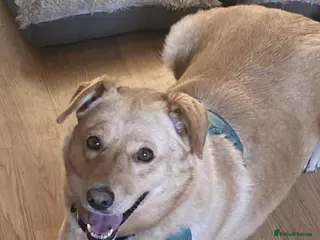 Mixed Breed dogs for adoption: Nelly - Advert 4