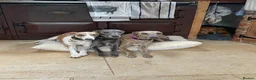 Whippet dogs for sale: KC REGISTERED BLUE WHIPPET PUPPIES in Gloucester - Advert 6