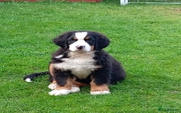 Bernese Mountain Dog dogs for sale: Bernese mountain dog male - Image 1