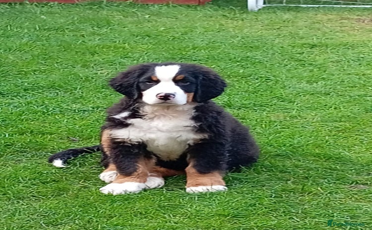 Bernese Mountain Dog dogs - Advert 1