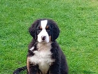 Bernese Mountain Dog dogs - Advert 6