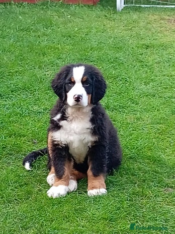 Bernese Mountain Dog dogs - Advert 1