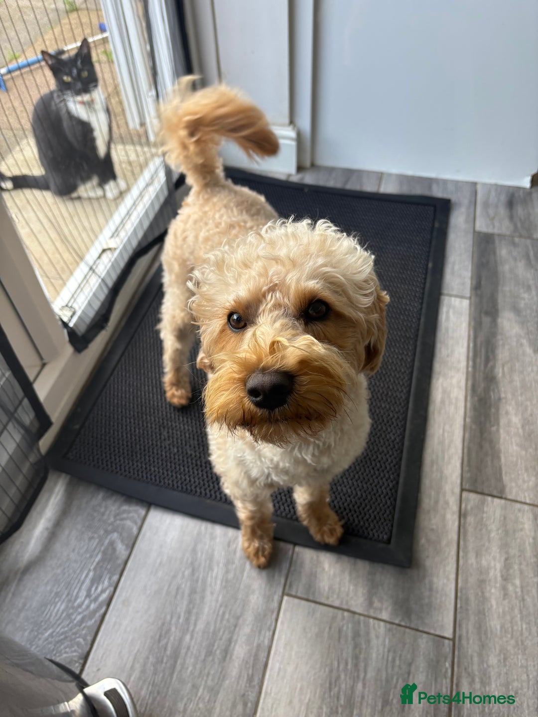 Schnoodle dogs for stud: Bruce  - Advert 7