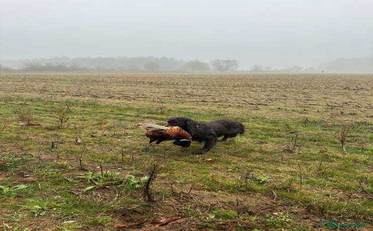 Cocker Spaniel dogs - Advert 2