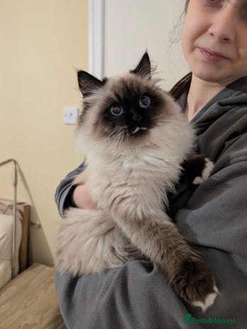 Siberian cats Litter "W" Neva Masquerade - Advert 1