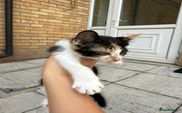 Mixed Breed cats for sale: loved and cared for kittens looking for new home🥹 - Image 34