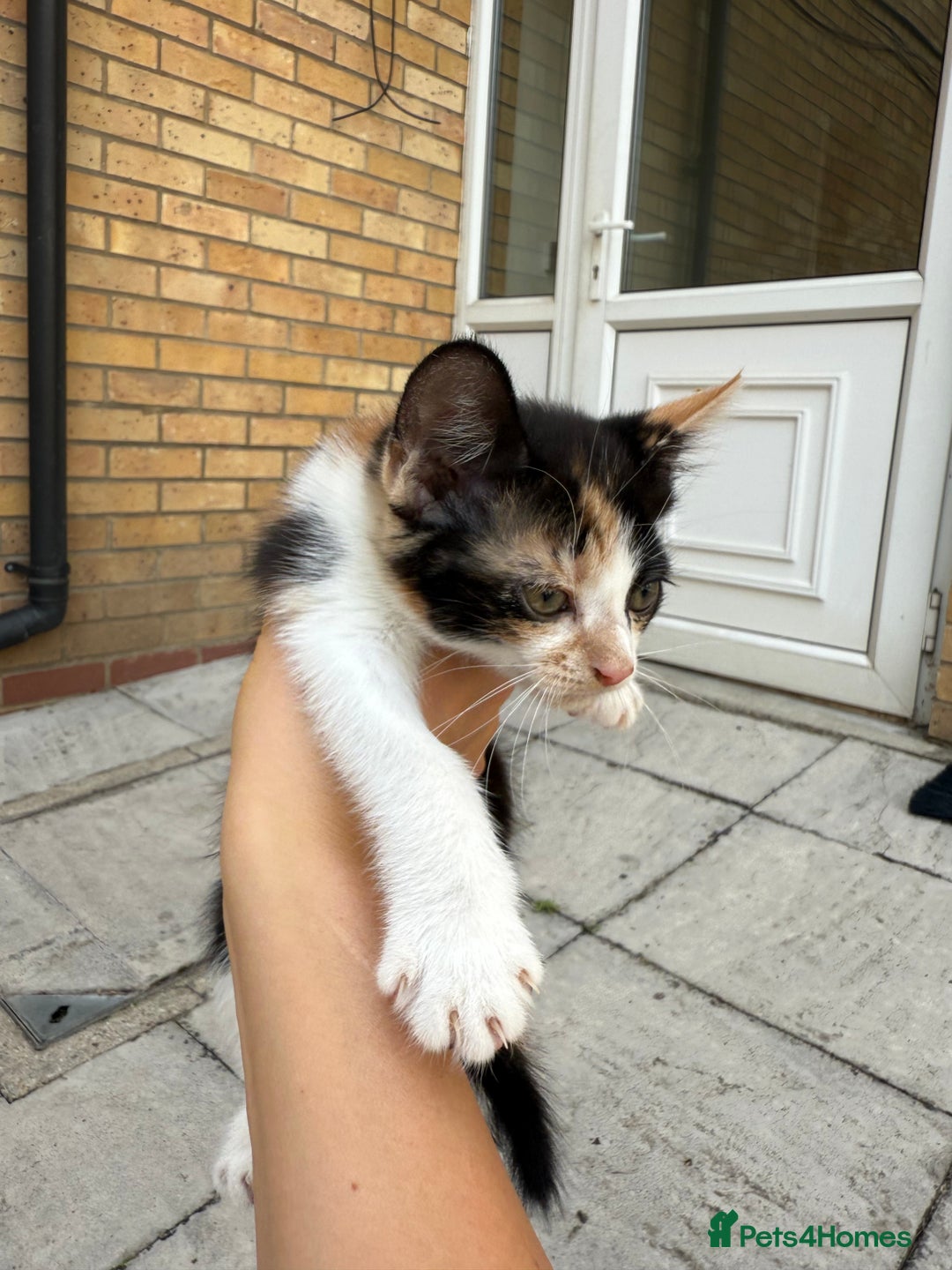 Mixed Breed cats for sale: loved and cared for kittens looking for new home🥹 - Image 34