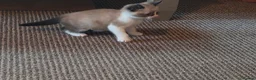 Ragdoll cats for sale: Mixed breed ragdolls.  - Advert 20