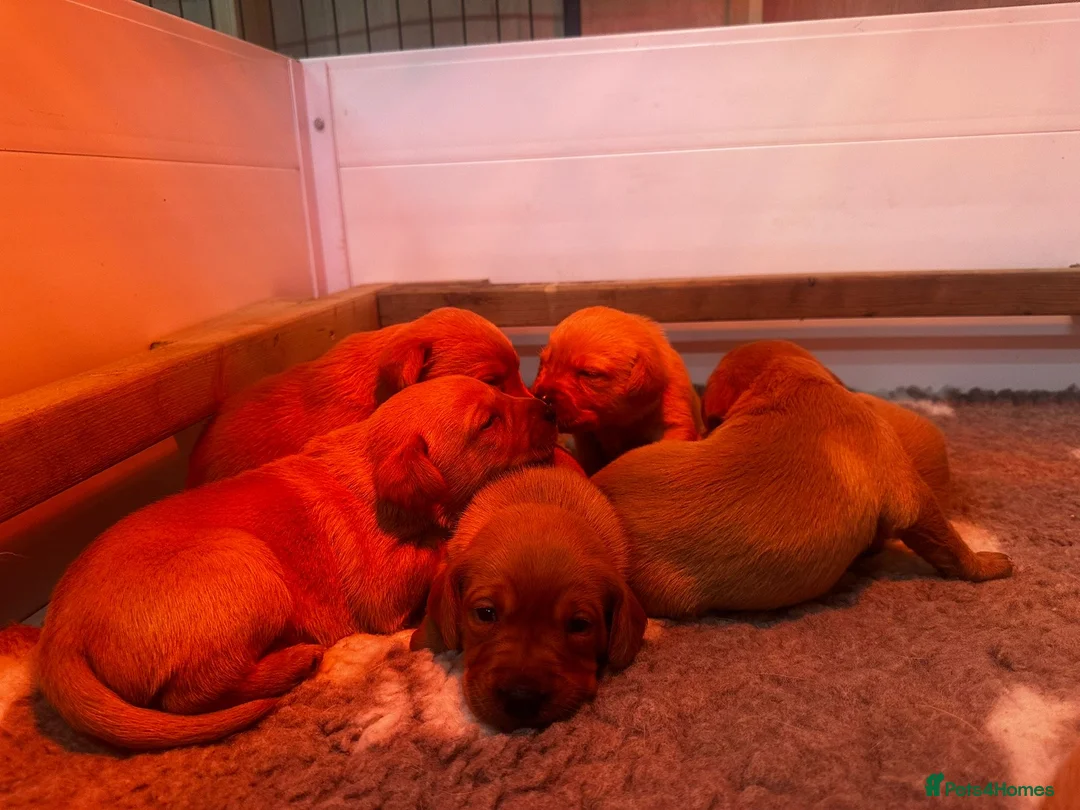 Labrador Retriever dogs for sale: FULLY HEALTH TESTED FOX RED LABRADOR PUPPIES - Advert 8
