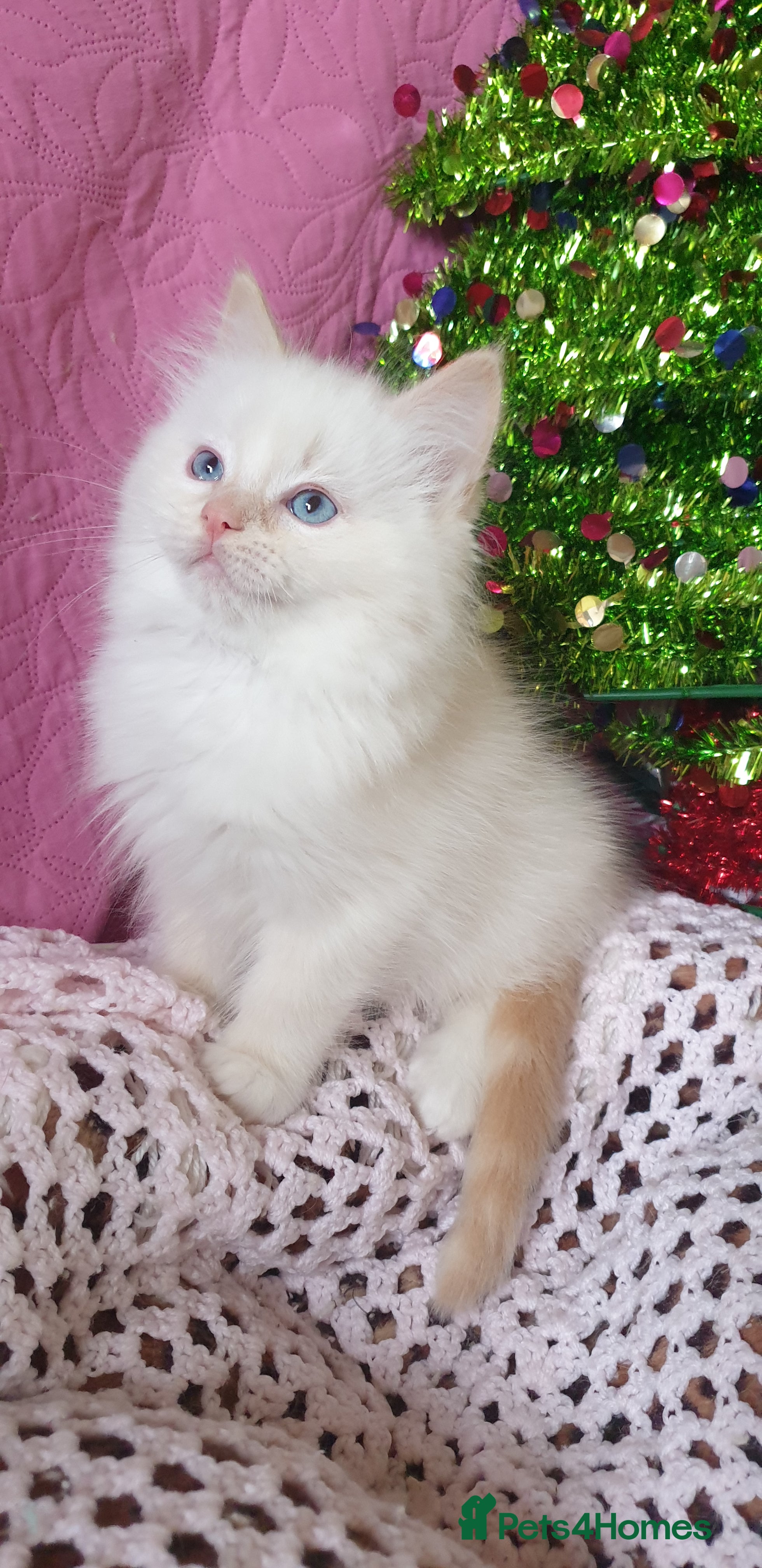 Ragdoll cats 💗Stunning GCCF registered Ragdoll Kittens. - Advert 7