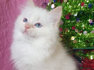 Ragdoll cats 💗Stunning GCCF registered Ragdoll Kittens. - Advert 4