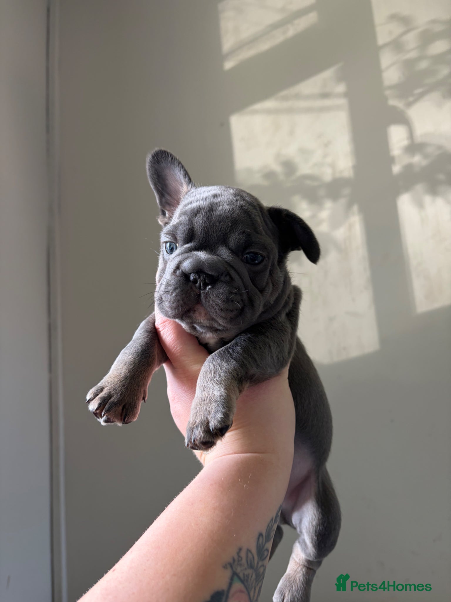 French Bulldog dogs 2 beautiful boys🫶 - Advert 15