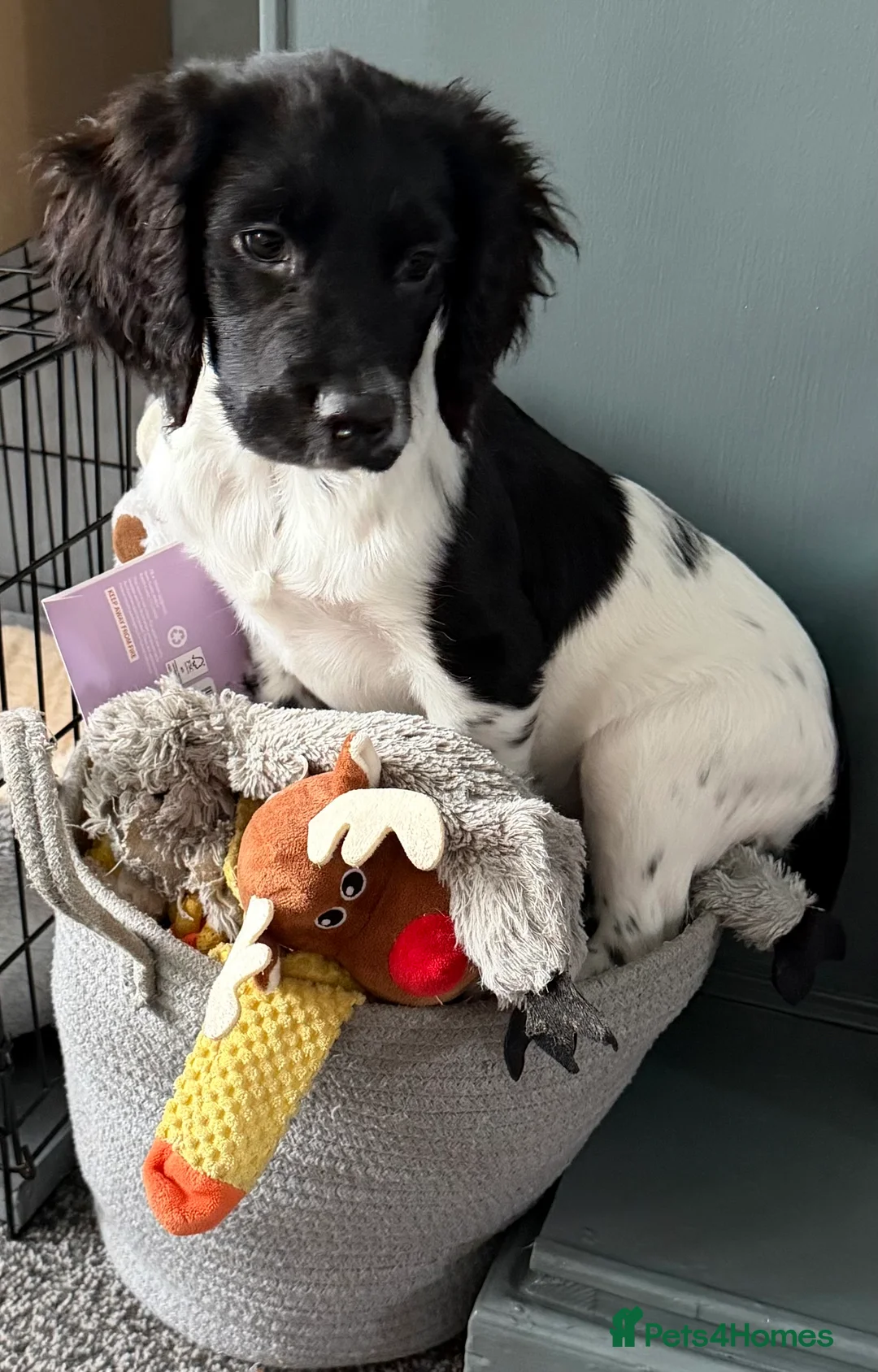 Sprocker dogs for sale: Penny is a Stunning sprocker puppy - Advert 1