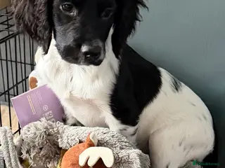 Sprocker dogs Penny is a Stunning sprocker puppy - Advert 1