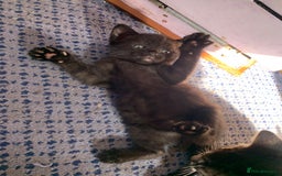 Domestic Shorthair cats for sale: Tabby kittens for sale - Image 33