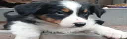Border Collie dogs for sale: Tri Coloured Collie Pups - Advert 10