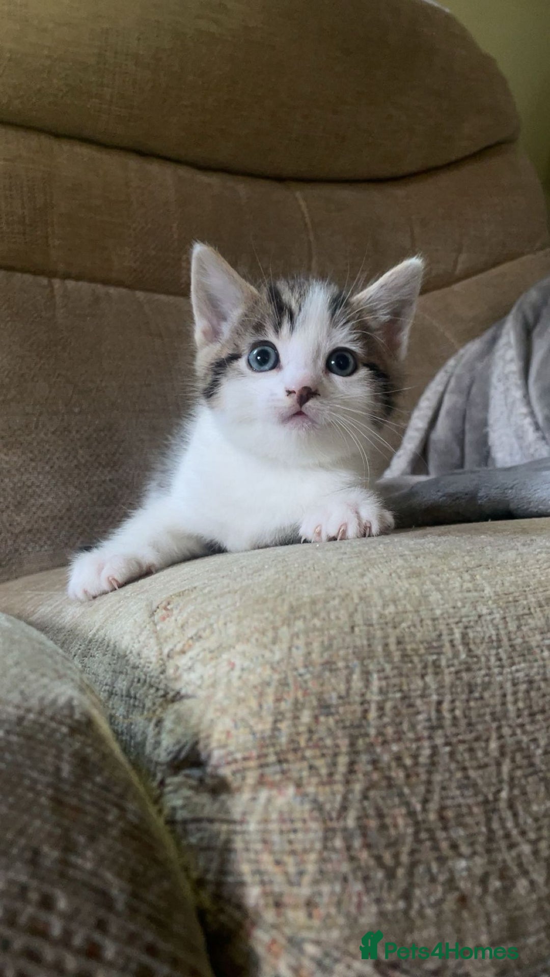 Mixed Breed cats for sale: 5 gorgeous kittens - Advert 5