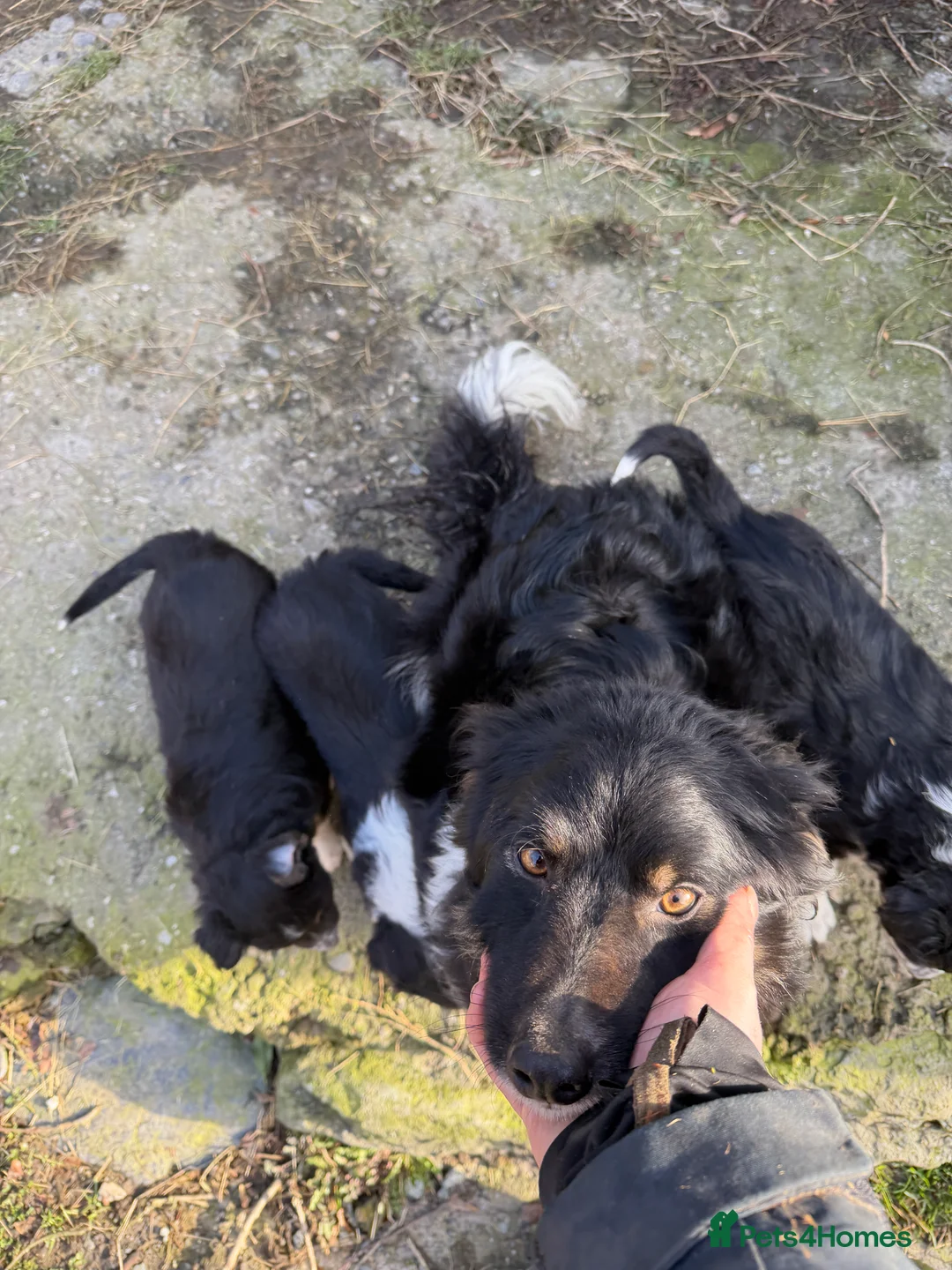 Border Collie dogs for sale: 3 male puppies for sale - Advert 2