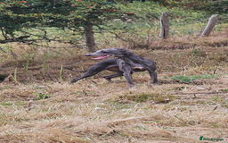 Whippet dogs for sale: 6 month old brindle whippet - Advert 7