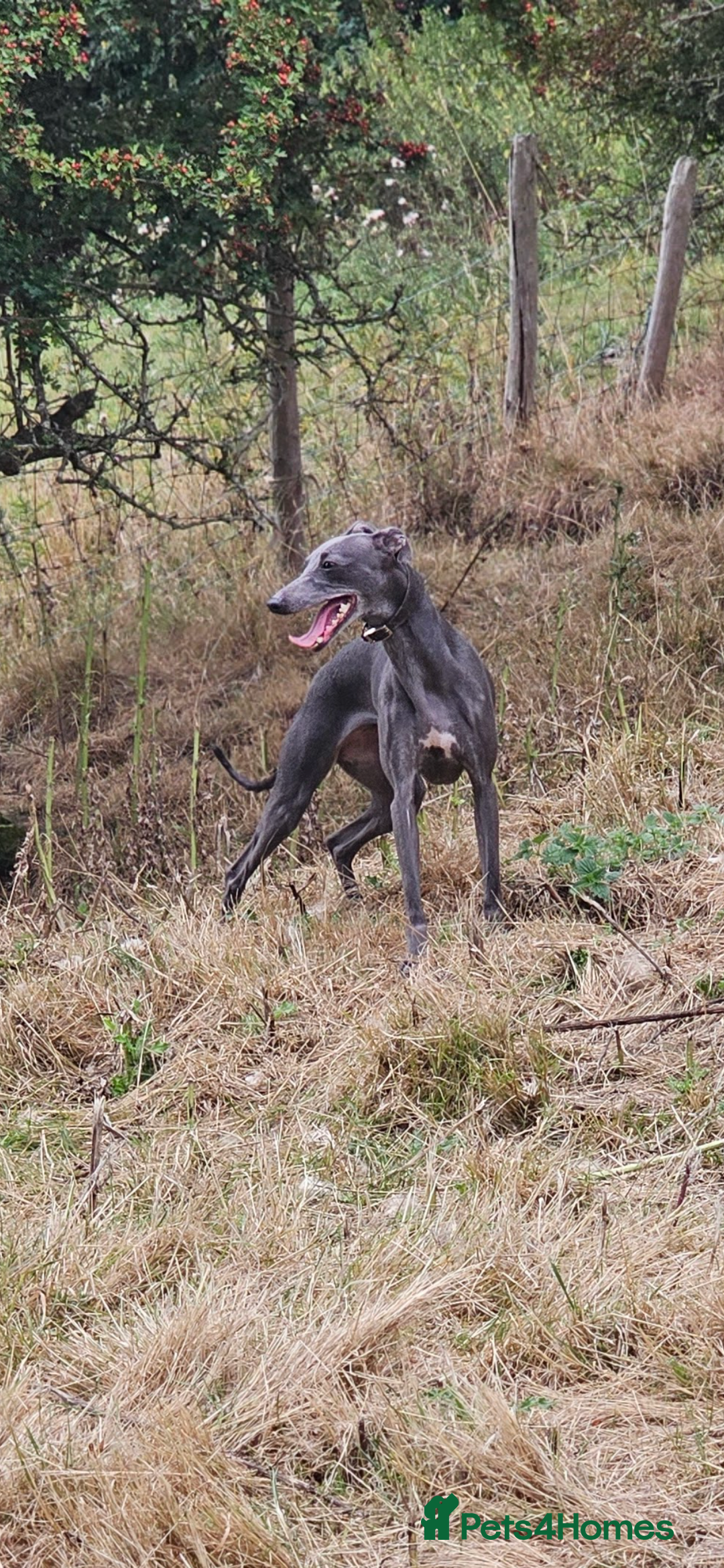 Whippet dogs for sale: 6 month old brindle whippet - Advert 7