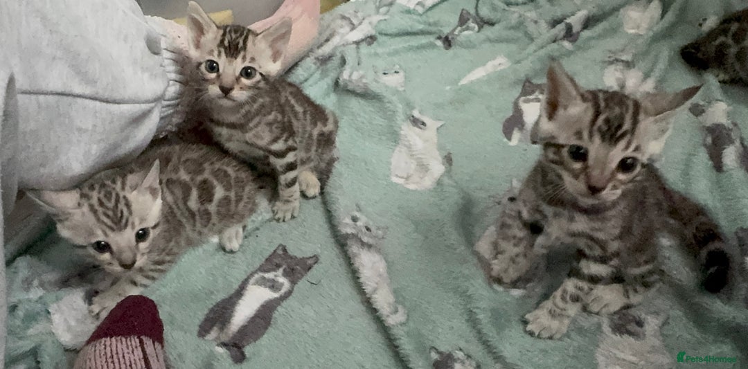 Bengal cats for sale: Ready mid March. Stunning TICA-registered Bengals  - Advert 30