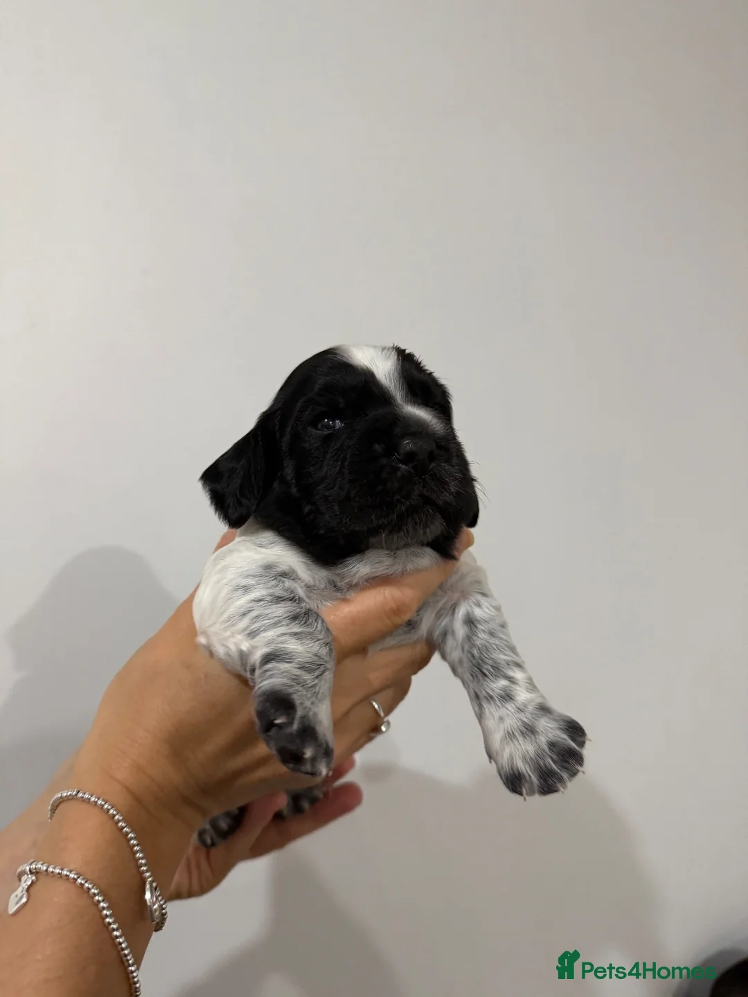 Cocker Spaniel dogs for sale: Working Cocker Spaniels  - Advert 2