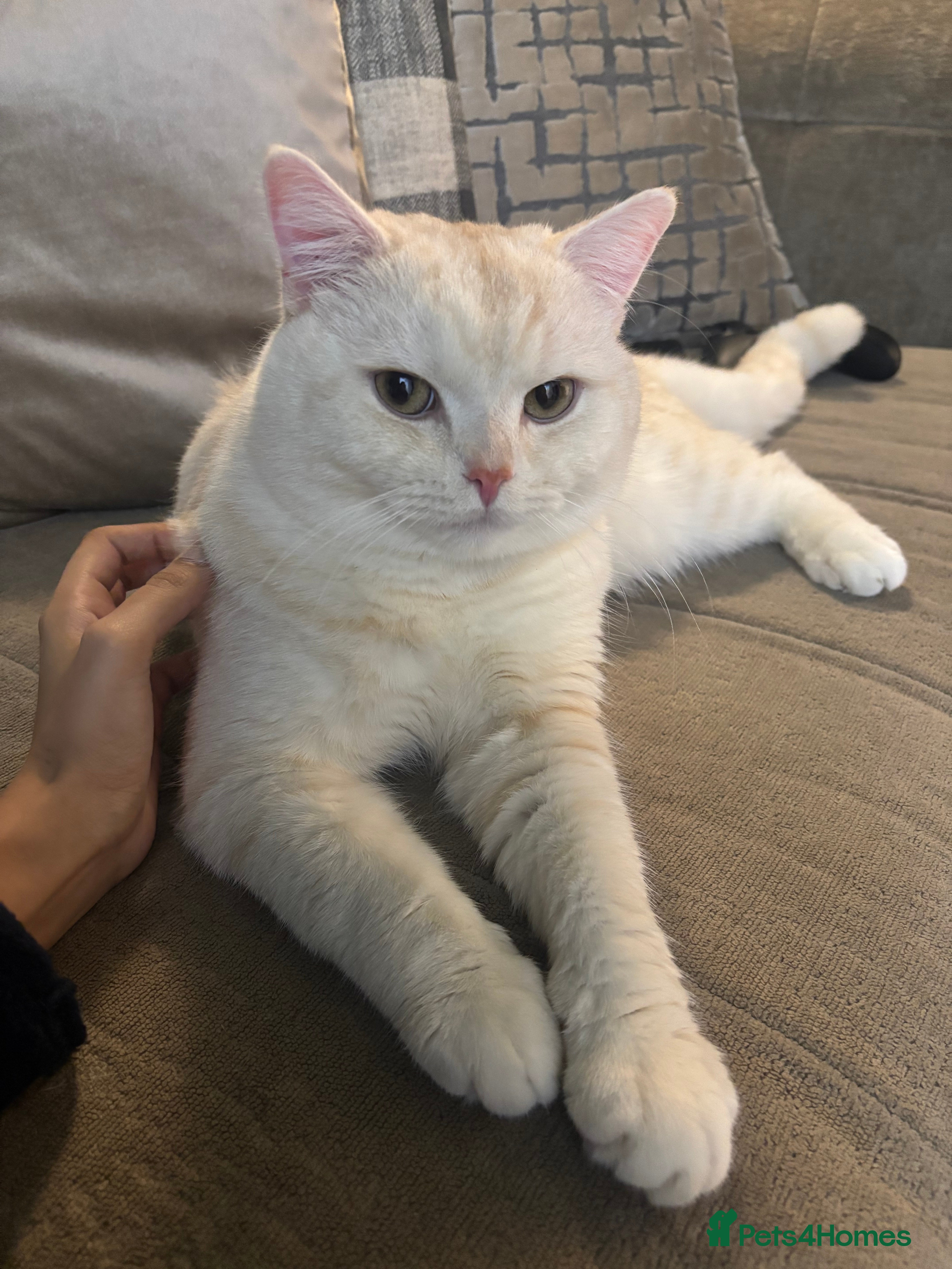 British Shorthair cats BRITISH SHORTHAIR MALE in Walsall - Advert 1