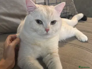 British Shorthair cats BRITISH SHORTHAIR MALE in Walsall - Advert 1