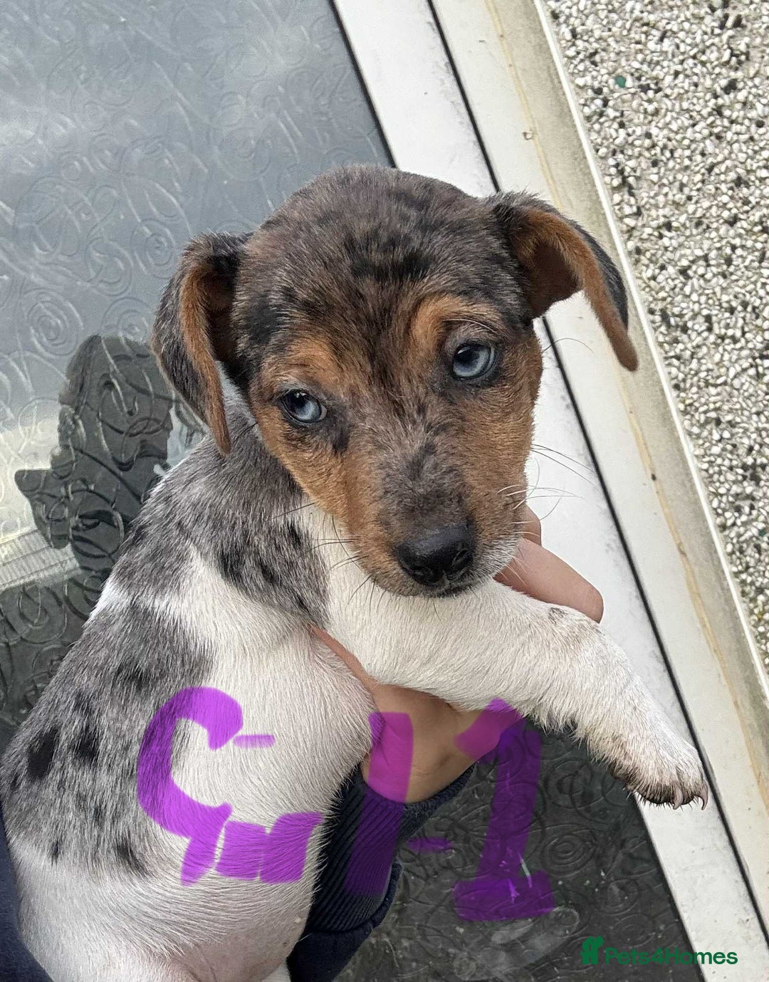 Jack Russell dogs for sale: Jack Russel Puppies - Image 3