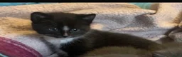 Mixed Breed cats for sale: beautiful fun kittens for sell  - Advert 1