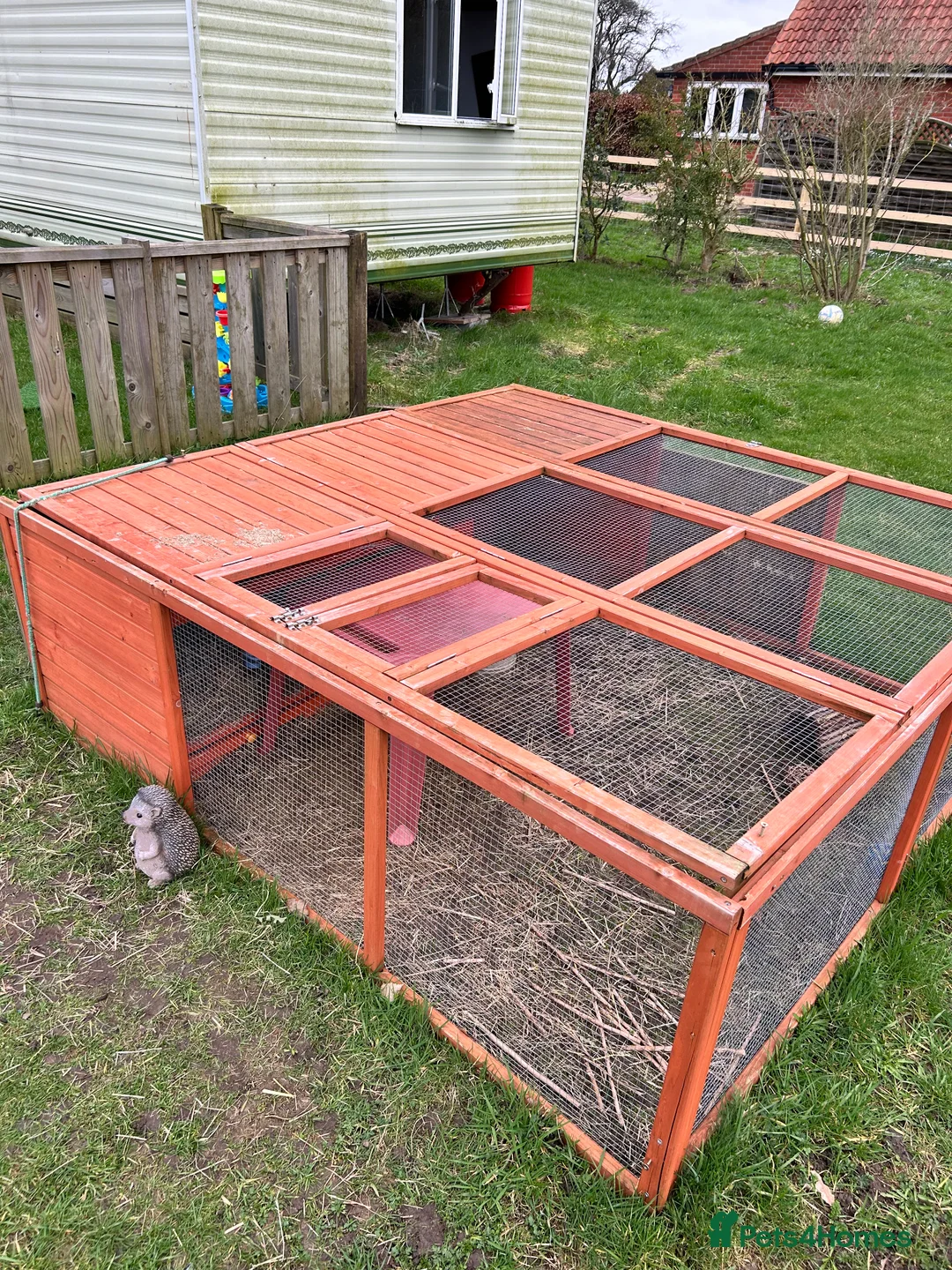 Guinea Pig rodents for sale: 2 Guinea Pigs for Sale  - Advert 4