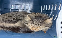 Mixed Breed cats for sale: Tabby Male - Image 1