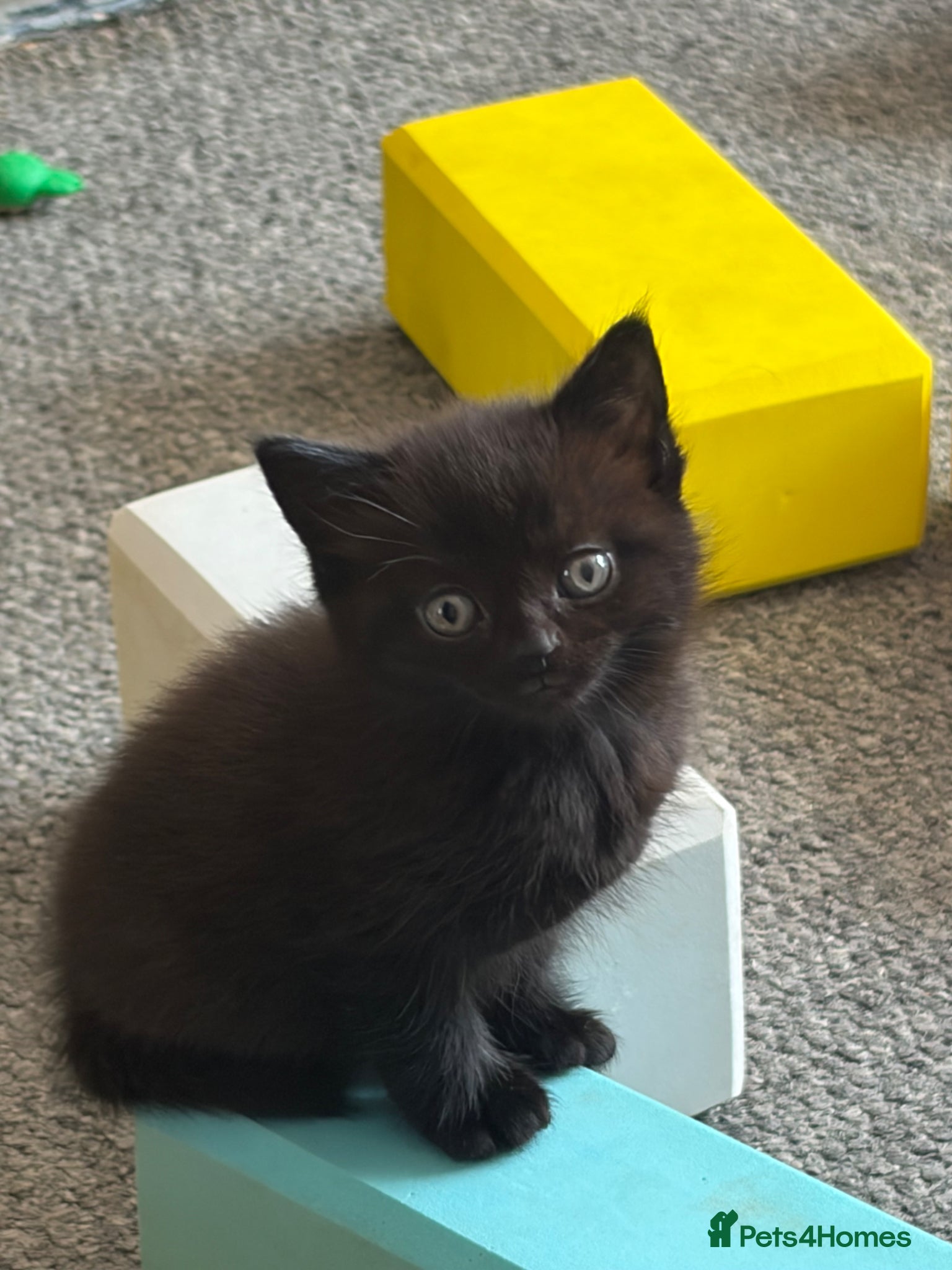 Mixed Breed cats for sale: Male kittens - Advert 3