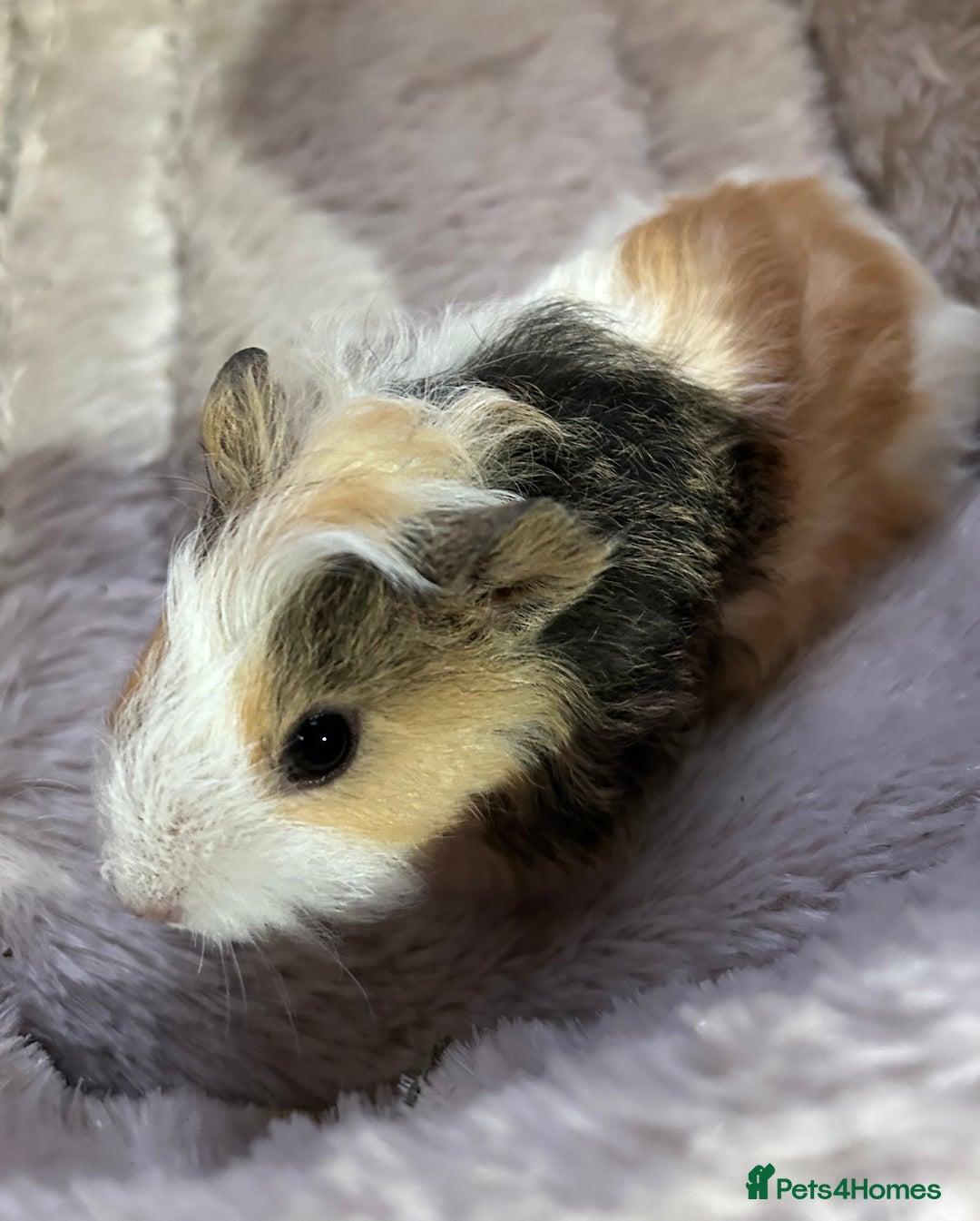 Guinea Pig rodents for sale: GORGEOUS BABY GUINEA PIGS - Advert 6